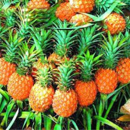 Orange Pineapple fruit seeds for organic garden planting