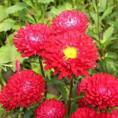 Aster Flower Seeds