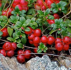 vaccinium vitas idaea mountain cranberry for berries