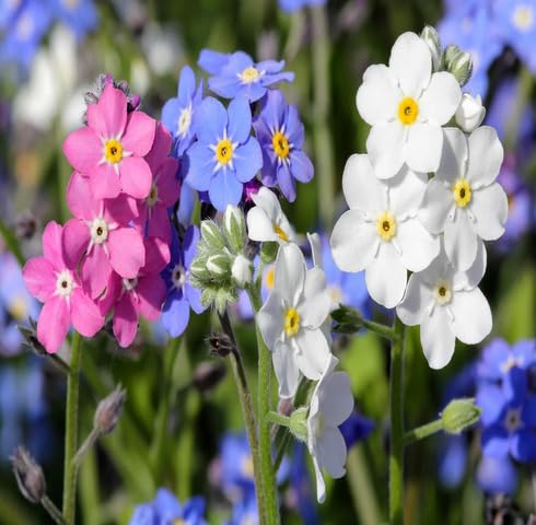 mixed myosotis flower seeds