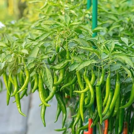 Chilli vegetable seeds for Home Gardening, Natural Farm Fresh Gardening Choice Premium for kitchen garden planting
