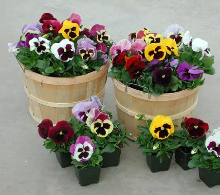 mixed pansy flower seeds