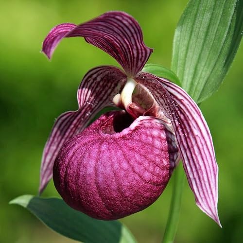 Purple Lady's Slipper Flower Seeds