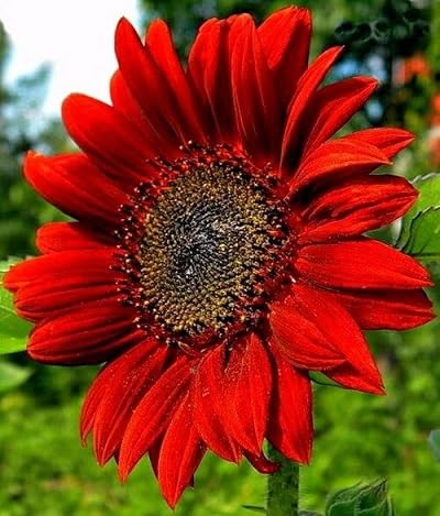 Red Sunflower Flower