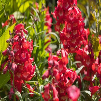 Red Penstemon Flower Seeds