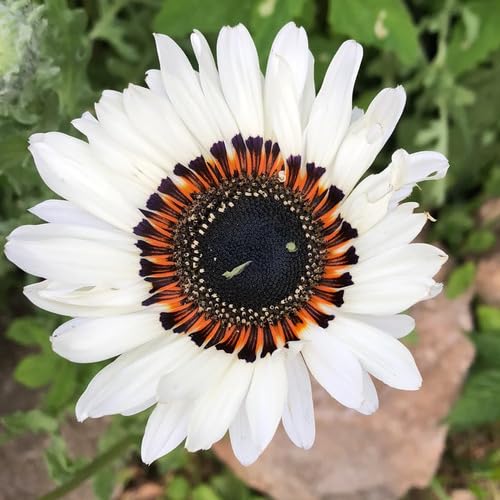White Black Venidium Flower Seeds