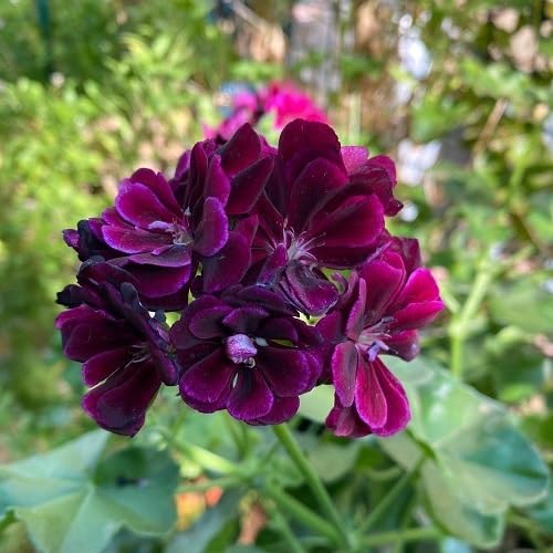 Purple Geranium Flower Seeds