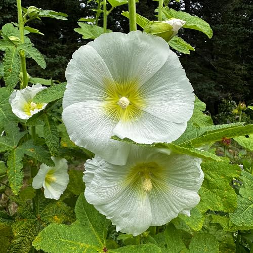 white hollyhock flower seeds