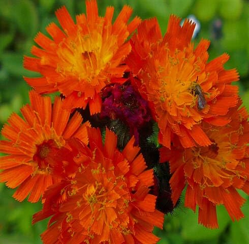 Orange Hieracium Aurantiacum Flower Seeds