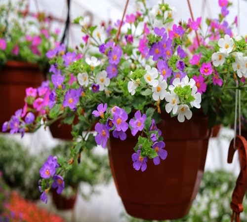 Mixed Azalea Flower Seeds. Rare Blooming Plants for Balcony and Outdoor Gardening for Colorful