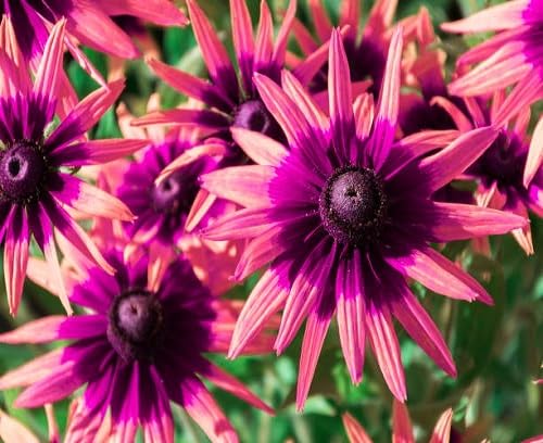 Pink Rudbeckia Flower Seeds