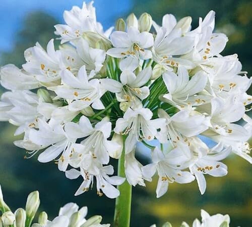 white agapanthus flower seeds