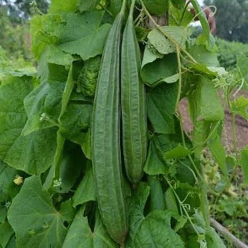 Green Ridge Gourd vegetable seeds vegetable seeds for Home Gardening, Fast Growing Backyard Harvest for kitchen garden planting