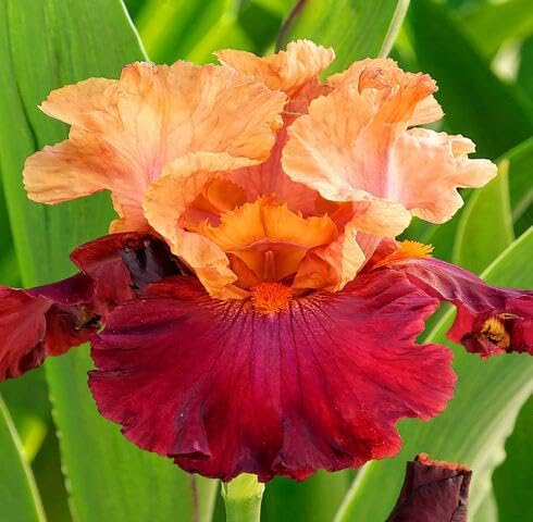 Red Yellow Iris Germanica Flower Seeds