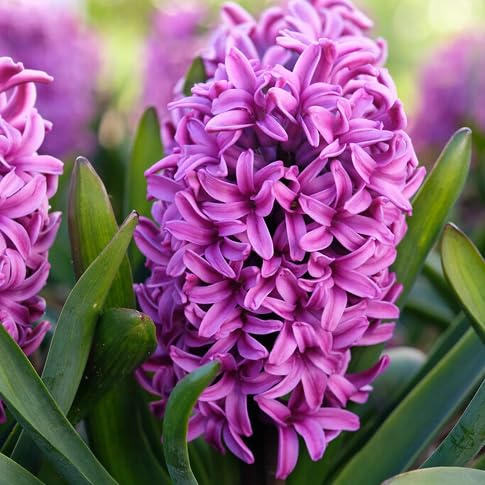 Hyacinth Flower Seeds