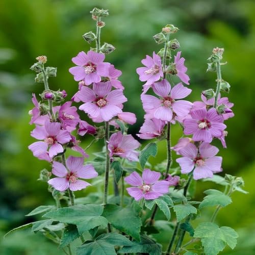 Purple Thuringiaca Flower Seeds