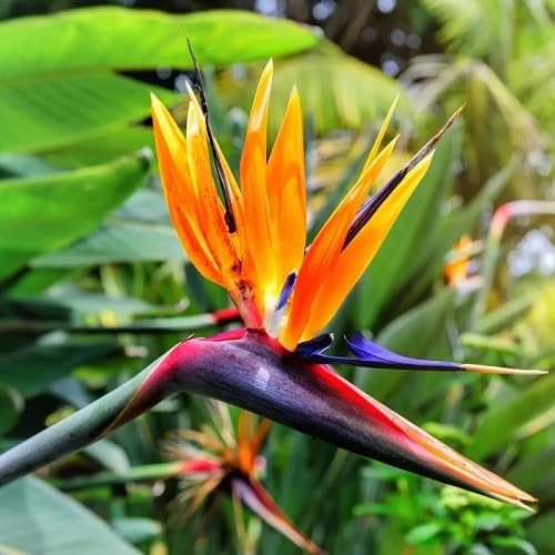 Orange Strelitzia Reginae Flower Seeds