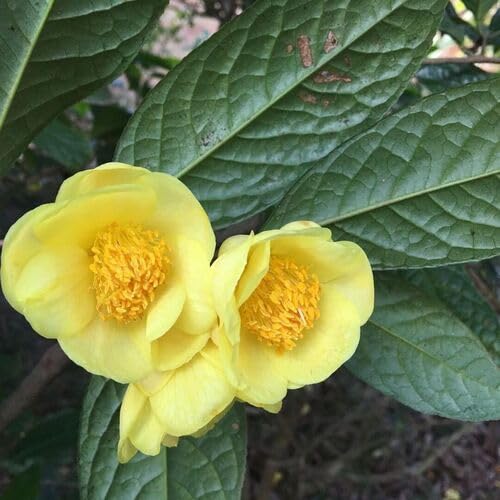 Yellow Camellia Flower Seeds