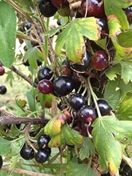 black currant ribes nigrum plant for planting ideal fro home garden gmo free Fruit seeds