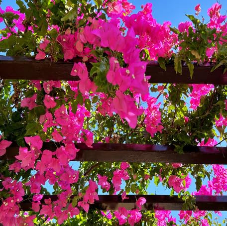 Pink Climbing Bougainvillea Flower Seeds