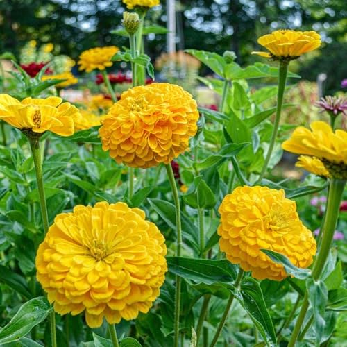 Yellow Giant Zinnia Flower Seeds