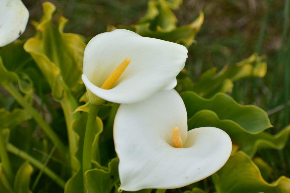 Calla Lily Zantedeschia Spp