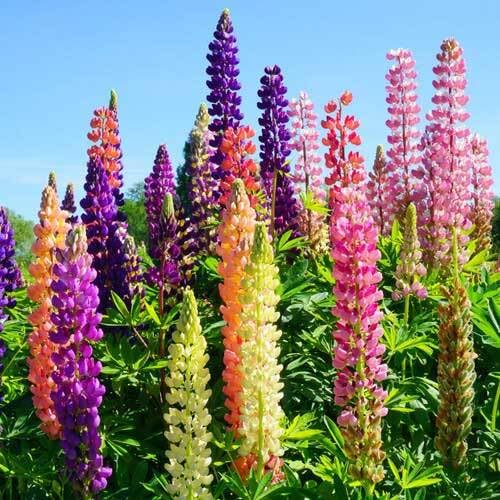 Mixed Lupine Flower Seeds