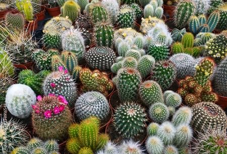 cactus flower seeds mixed