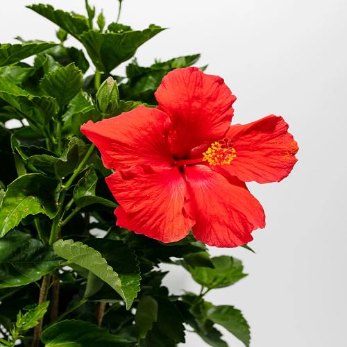 red hibiscus flower seeds