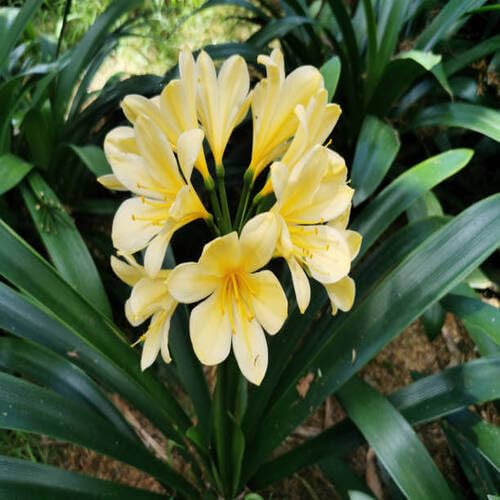 Yellow Clivia Flower Seeds