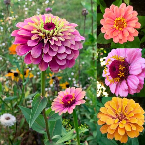 Double Zinnia Flower Seeds