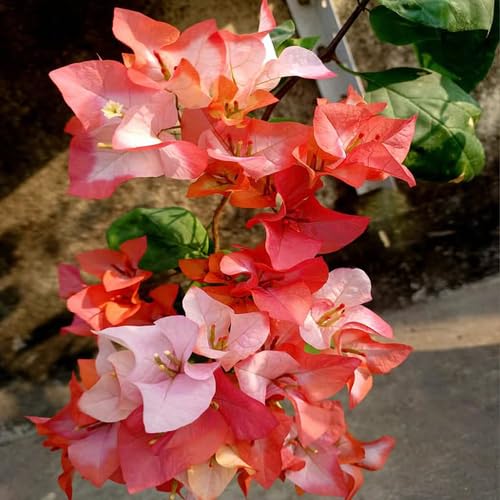 Red White Bougainvillea Flower Seeds