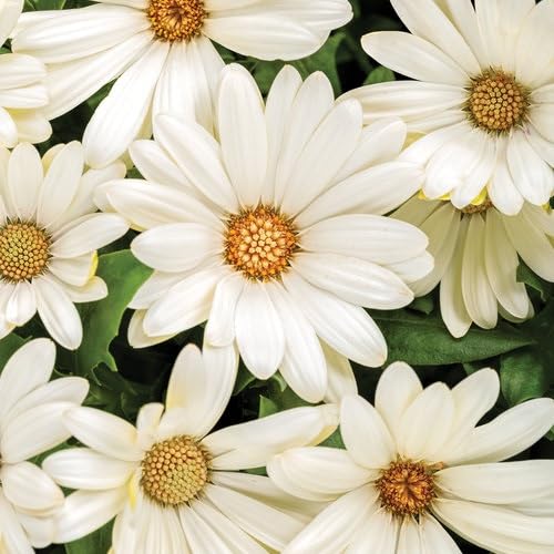 White Osteospermum Flower Seeds