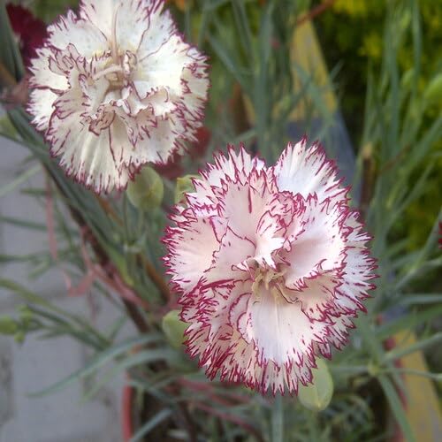 White Purple Dianthus Caryophyllus Flower Seeds