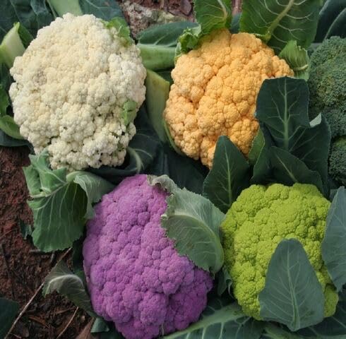 Mixed Califlower vegetable seeds - Heirloom, Organic, Non Gmo Garden Seeds for kitchen garden planting
