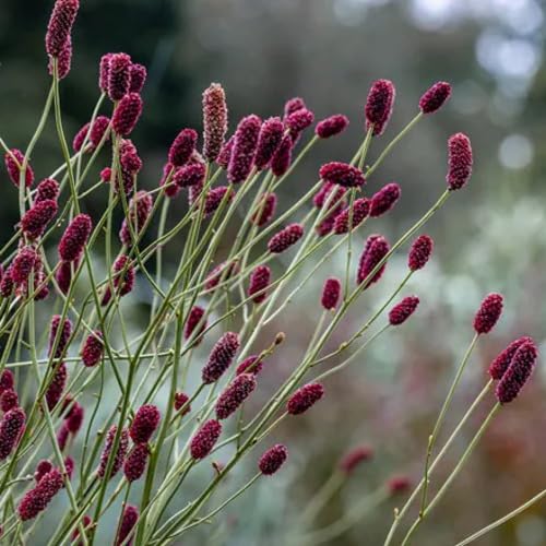 Maroon Monkey face Flower Seeds
