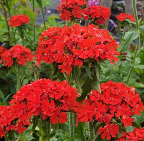 Red Lychnis Chalcedonica Flower Seeds