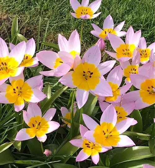 Pink Yellow Tulipa humilis Flower Seeds