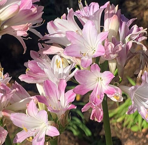 Pink Agaventhus Flower Seeds