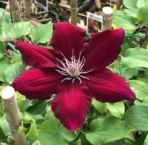 Red Clematis Flower Seeds