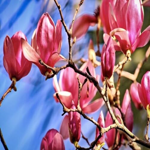 pink magnolia flower seeds