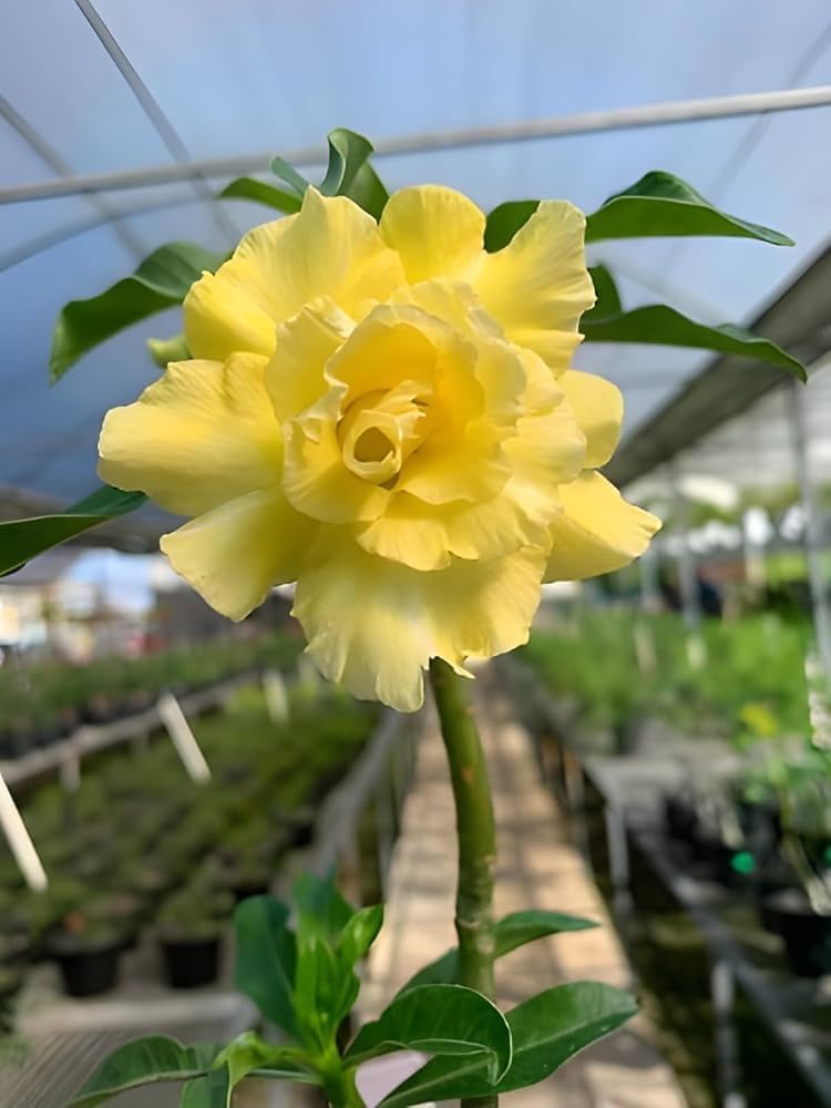 Adenium Obsum Desert Rose Triple Jaune Fragrant Regen Flower Seeds