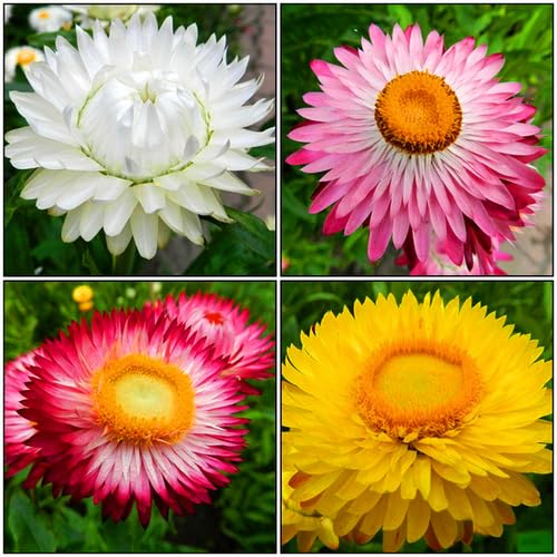 Mixed Xerochrysum Flower Seeds