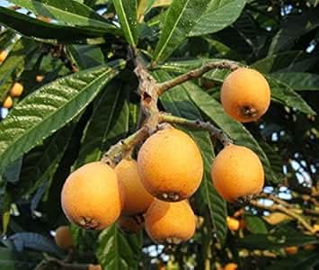 orange loquat medlar fruit tree for planting hardy sweet tangy fruits Fruit seeds