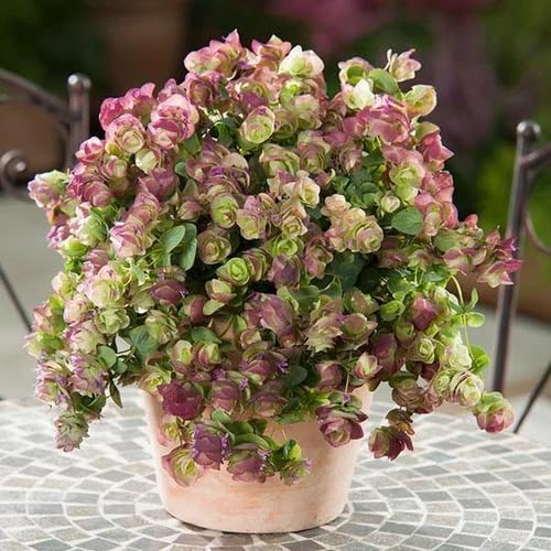 Mixed Oregano Kirigami Flower Seeds