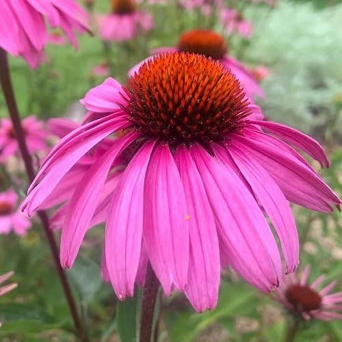 purple echinacea flower seeds