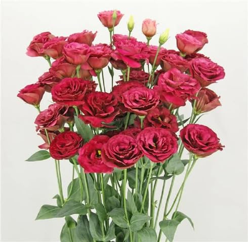 Red Eustoma Flower Seeds