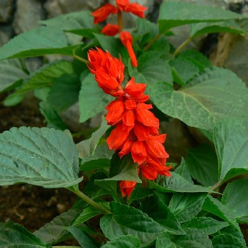 Red Salvia Flower Seeds