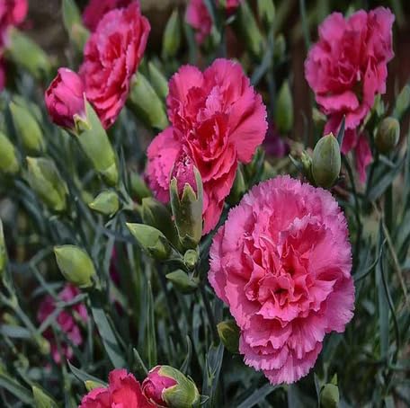 Pink Carnation Flower Seeds