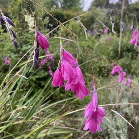 Dierama Flower Seeds
